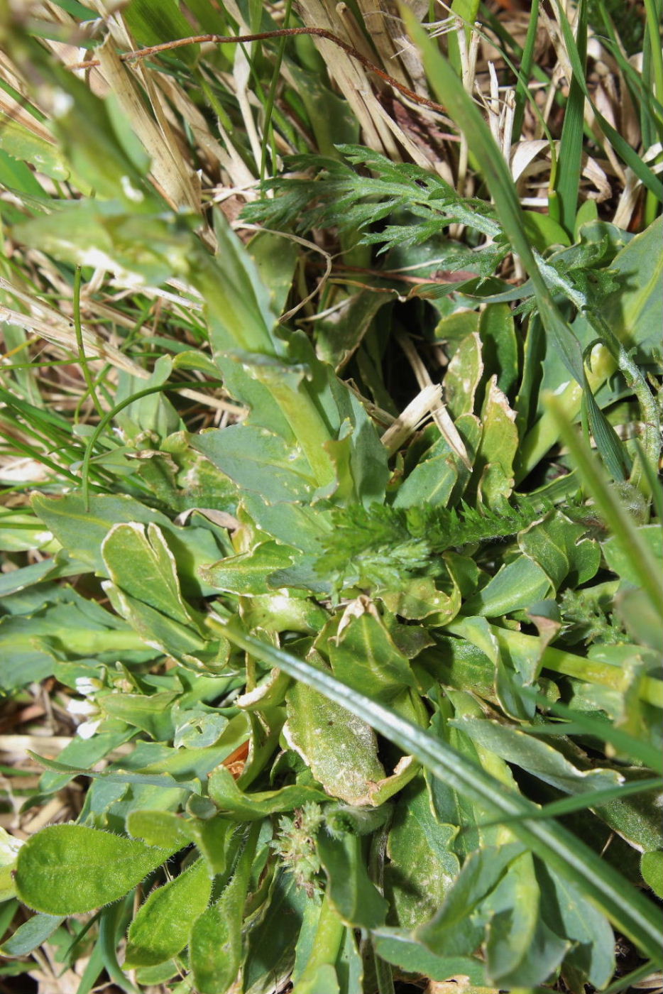 Noccaea caerulescens  / Erba storna cerulea